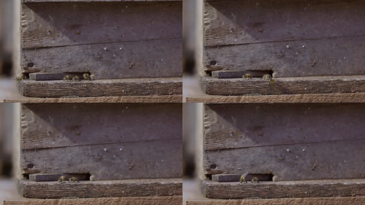 蜜蜂 木板 蜂房 特写 三只蜜蜂