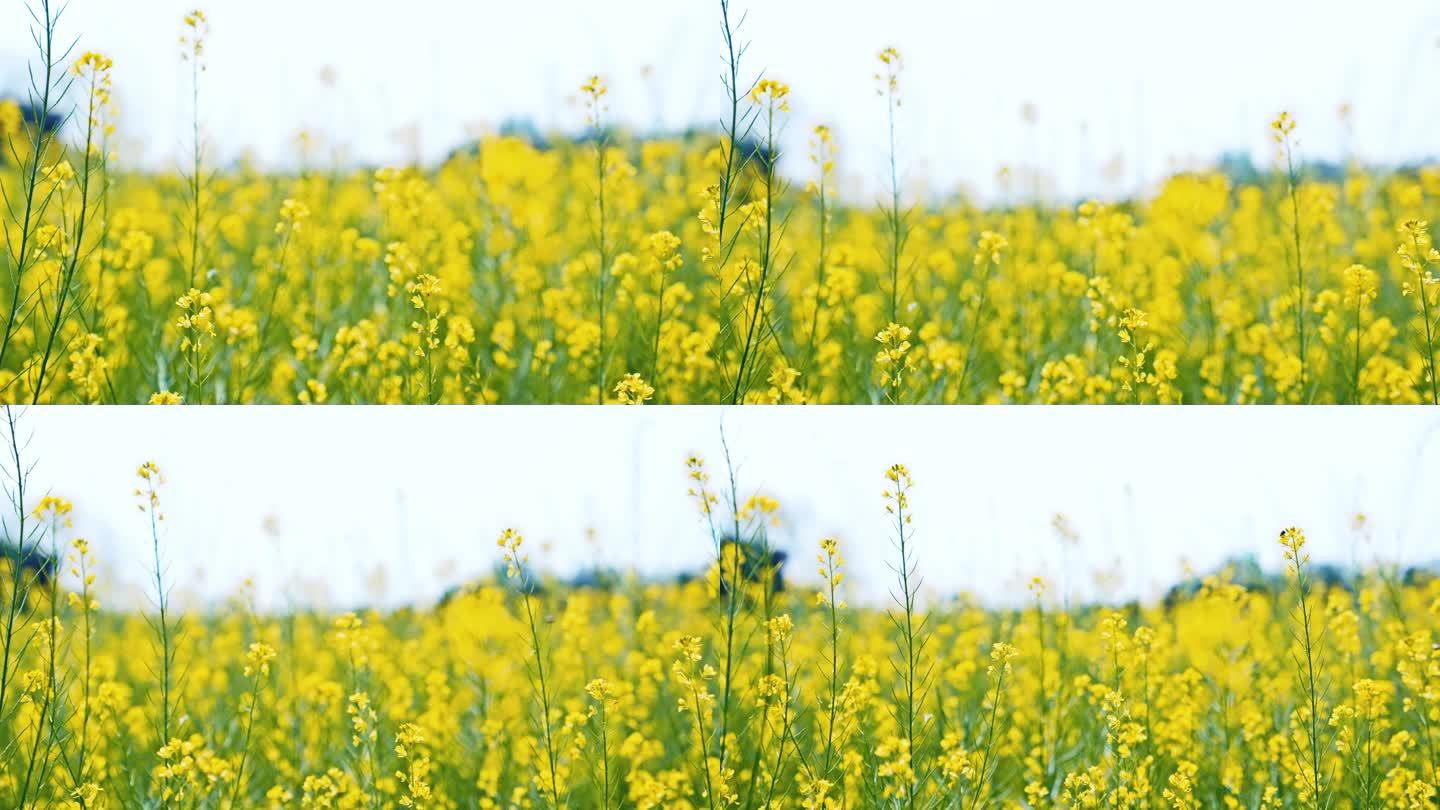 唯美油菜花油菜地