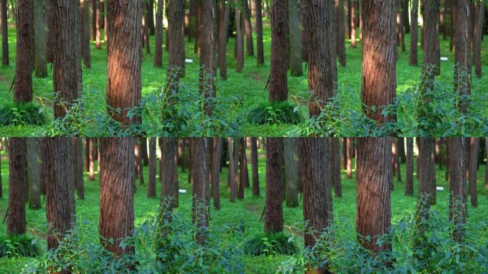 上海共青森林公树林逆光森林绿植4K实拍