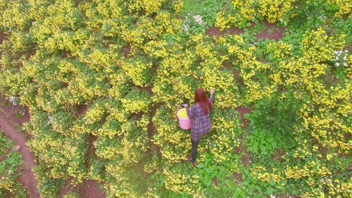 花农 采花 菊花 花田 山坡