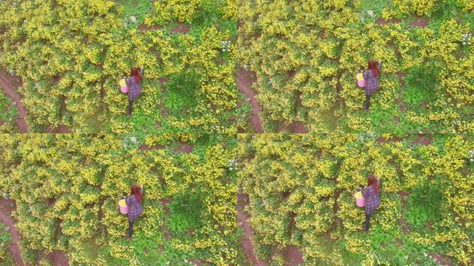 花农 采花 菊花 花田 山坡