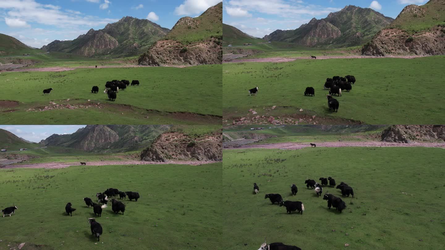 航拍草原上的牦牛