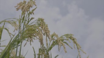 谷子水稻  稻穗特写A016视频素材