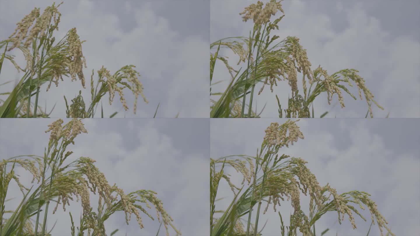 谷子水稻  稻穗特写A016