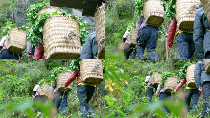 背影 竹篓 农人 登石阶 山间