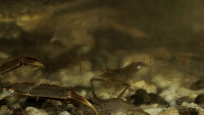 虾 螃蟹 海草 水箱A001