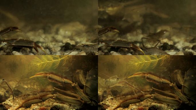 虾 螃蟹 海草 水箱A001