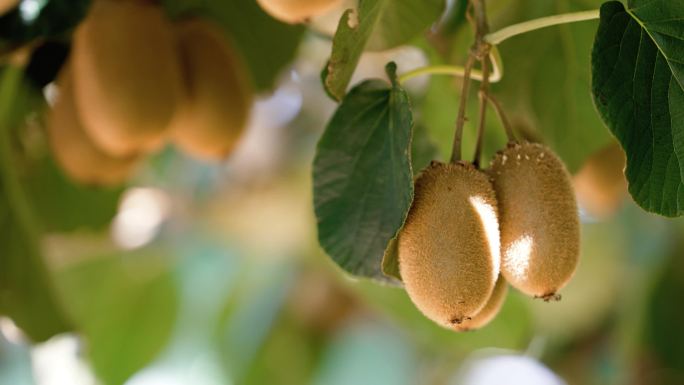 猕猴桃水果种植现代农业绿色健康有机食品