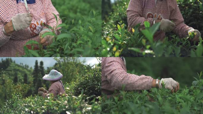 采茶摘茶选茶种茶