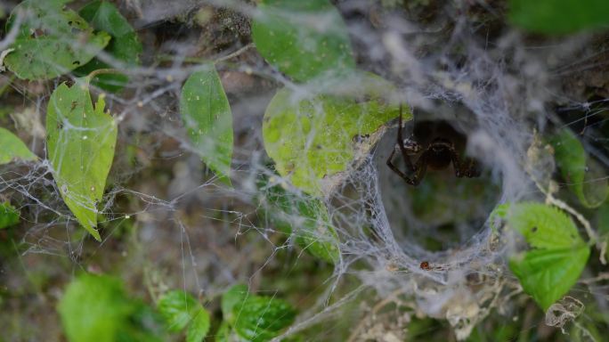 恐怖的蜘蛛网