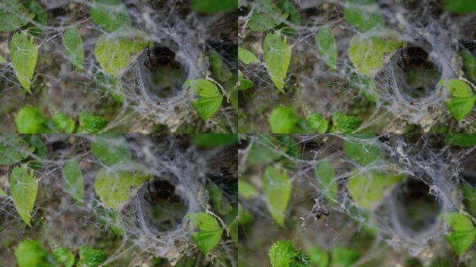 恐怖的蜘蛛网