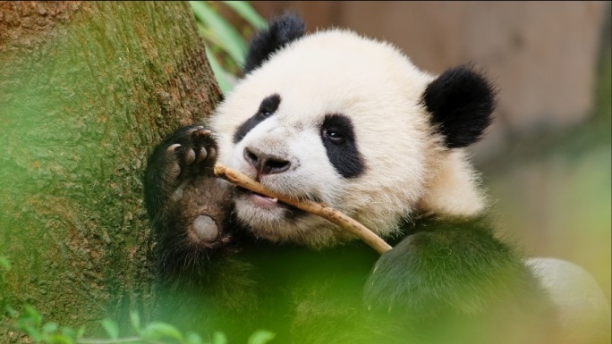 磨牙牙的大熊猫宝宝