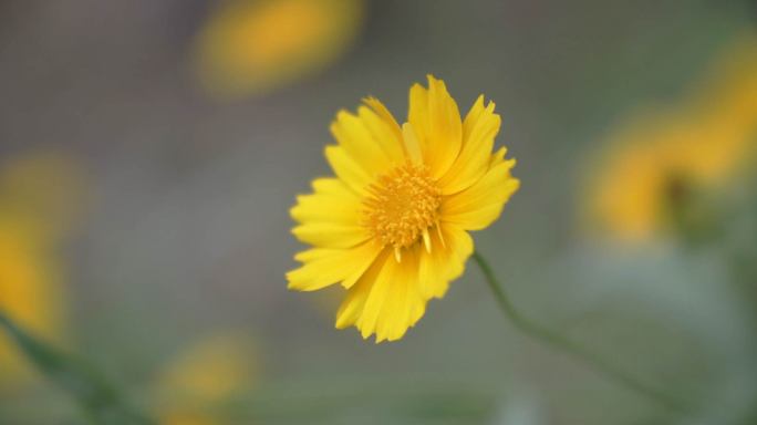 花高清春天百花绽放