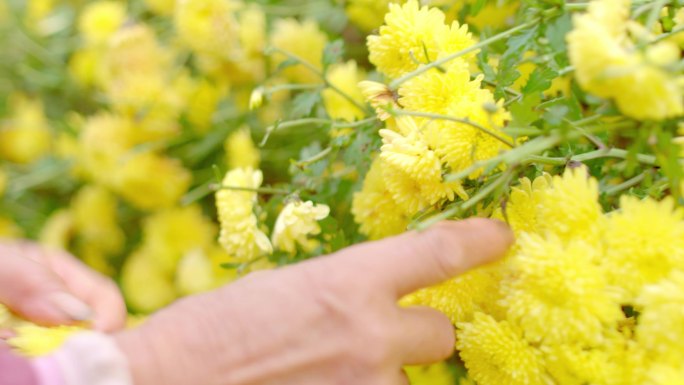 采摘 鲜花 花农 菊花 特写