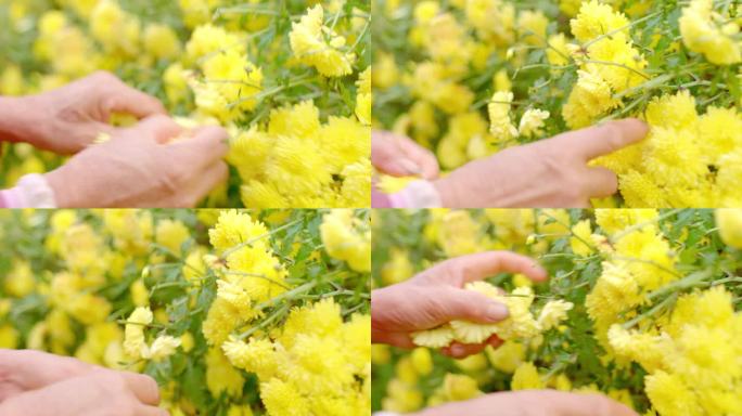 采摘 鲜花 花农 菊花 特写