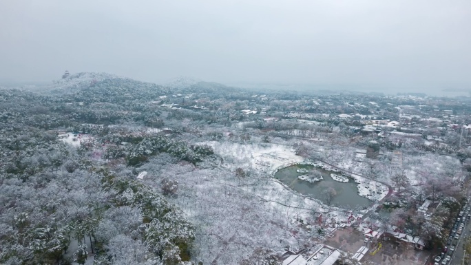 东湖春天下雪到花开延时