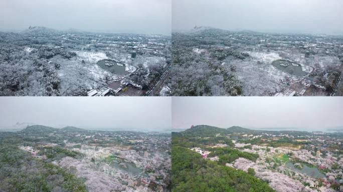 东湖春天下雪到花开延时