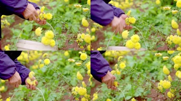 花田 采摘 菊花 花农 田间