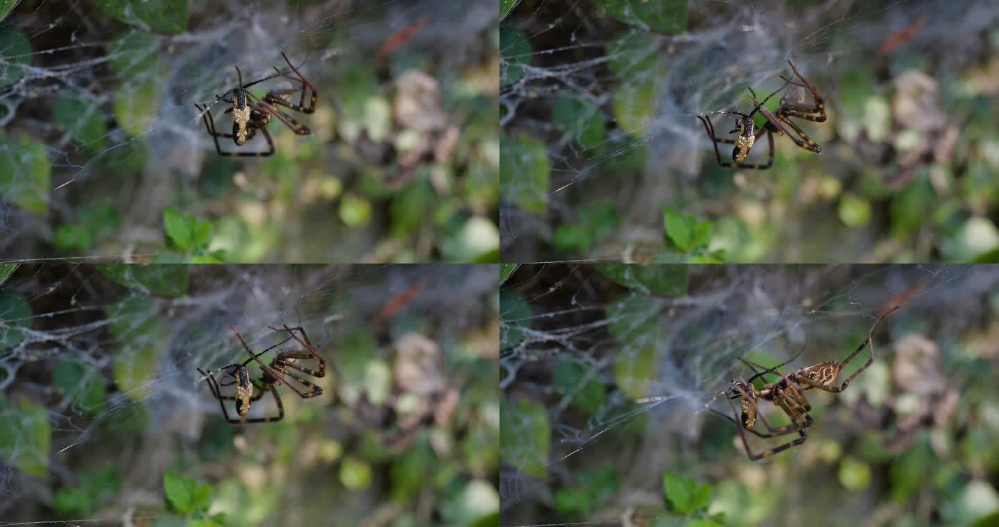 蜘蛛捕食猎物特写镜头