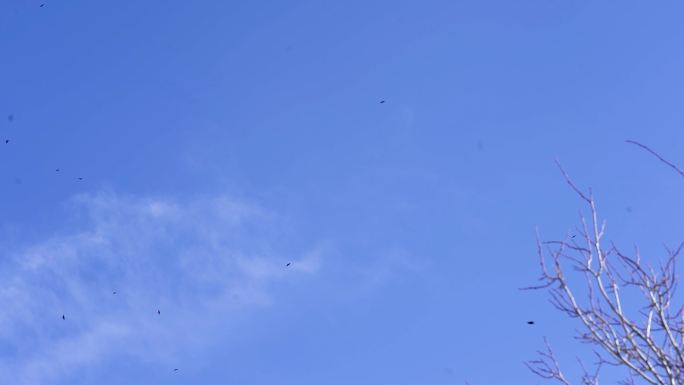 乌鸦 鸟群起飞 慢动作 动物保护 生态