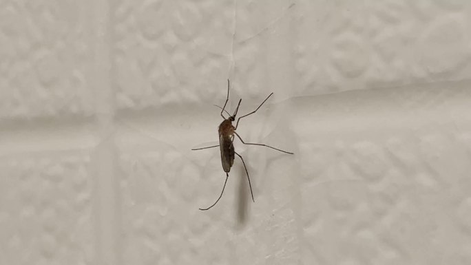 停在墙上的蚊子
