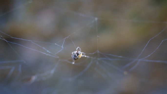 被蜘蛛网缠住的昆虫