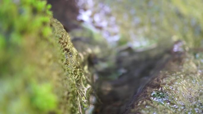 苔藓