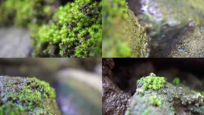 苔藓
