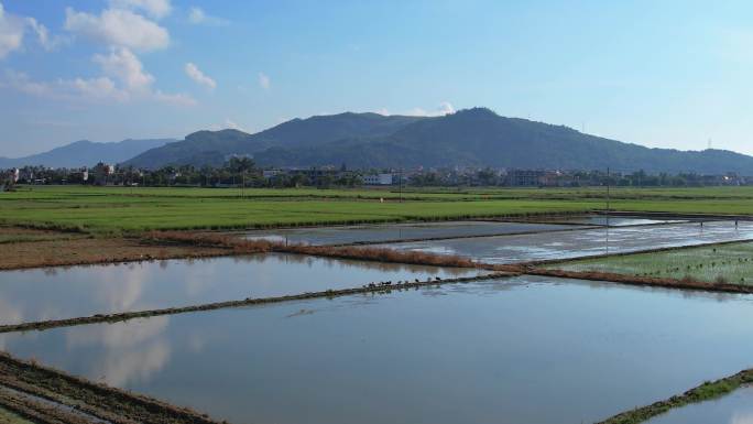 海南南繁育种基地水稻水田粮食田地田野风光