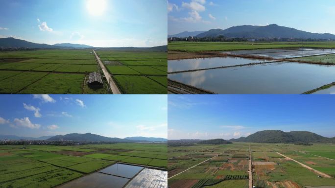 海南南繁育种基地水稻水田粮食田地田野风光