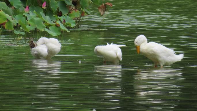 三只可爱的白色鸭子在一起梳理羽毛