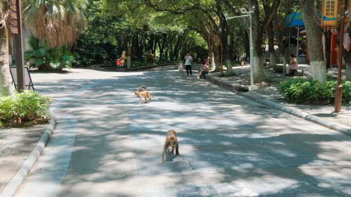 桂林七星公园道路上野生的猴子