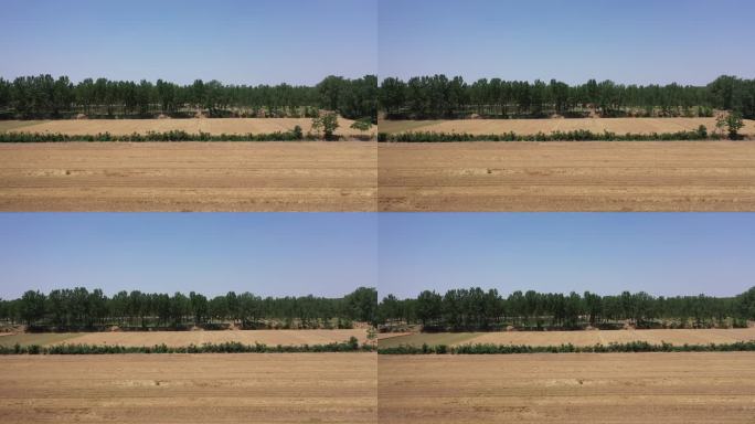 乡村金色的田野麦子熟了航拍
