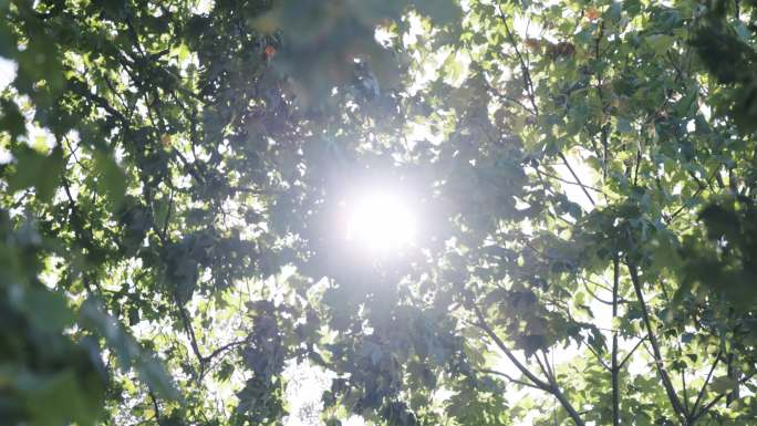 4K夏天阳光透过树叶