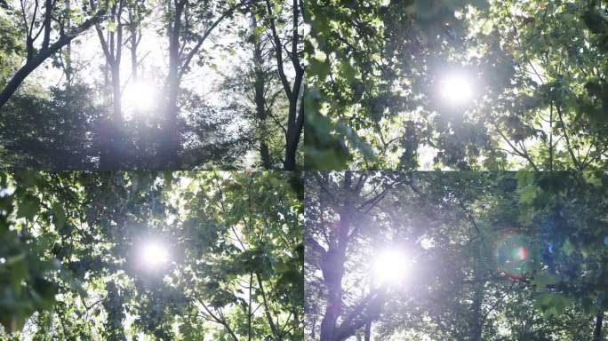 4K夏天阳光透过树叶