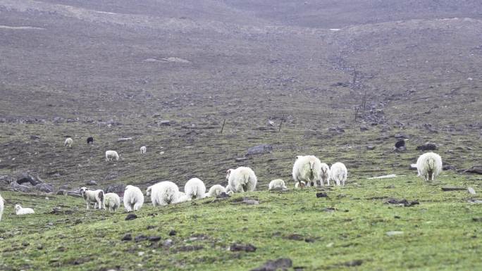 羊 羊群  放牧 山上放牧 防羊 养殖业