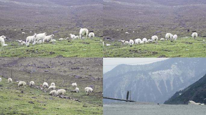 羊 羊群  放牧 山上放牧 防羊 养殖业