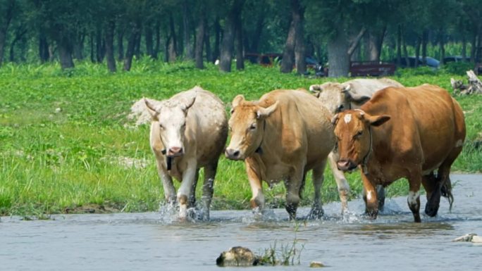 一群牛在河里迎面而来牛趟水