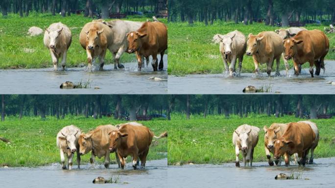 一群牛在河里迎面而来牛趟水