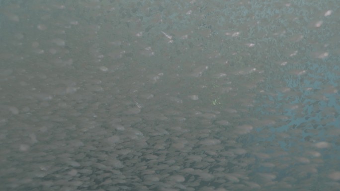 海底世界水下摄影珊瑚小丑鱼鱼群log