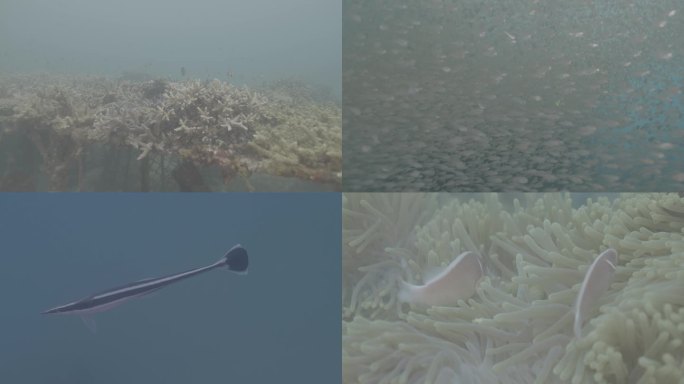 海底世界水下摄影珊瑚小丑鱼鱼群log