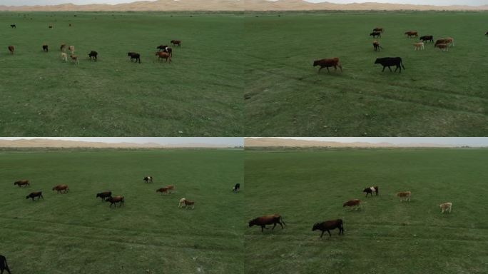 两个小牛打架