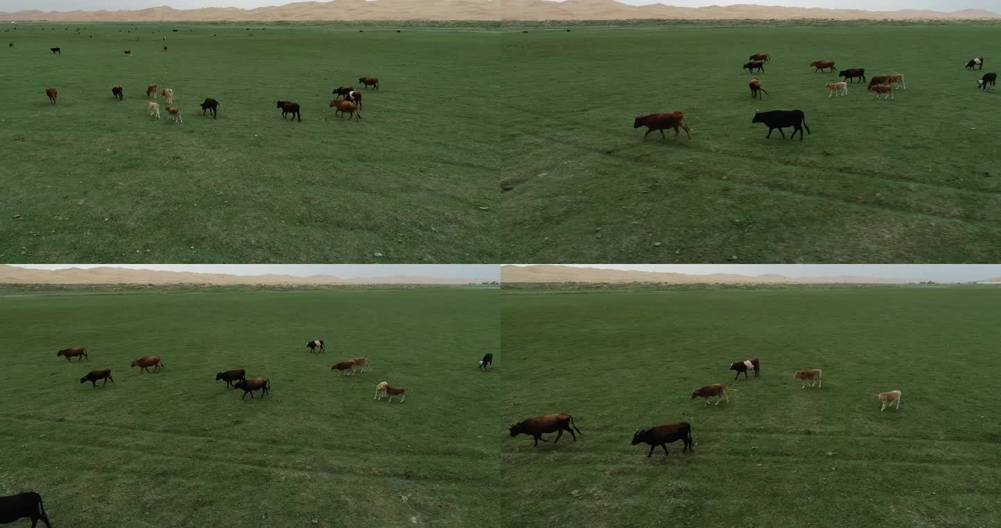 两个小牛打架