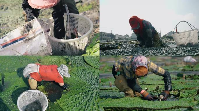 鸡头米种植采摘芡实