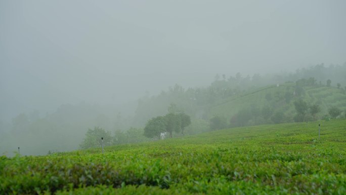 下雨的茶园