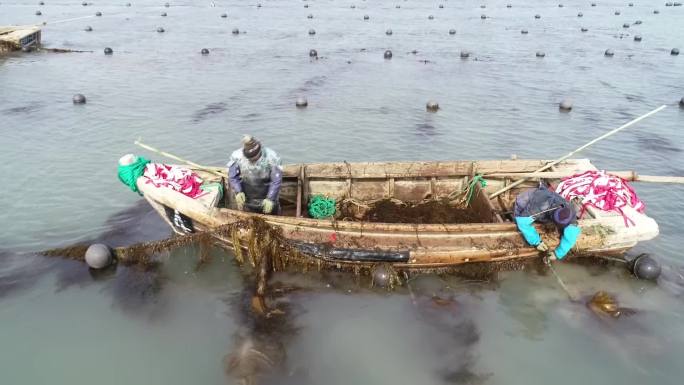 海带收获季节渔船收海带