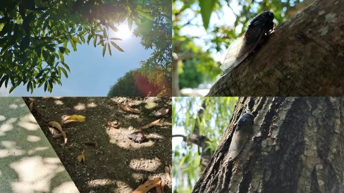 盛夏时节烈日炎炎大太阳树干蝉叫夏季蝉鸣