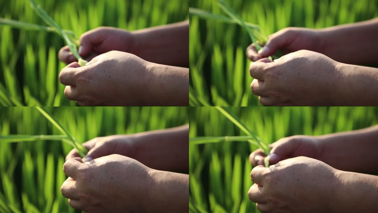 水稻 秧苗 特写 手 农作物