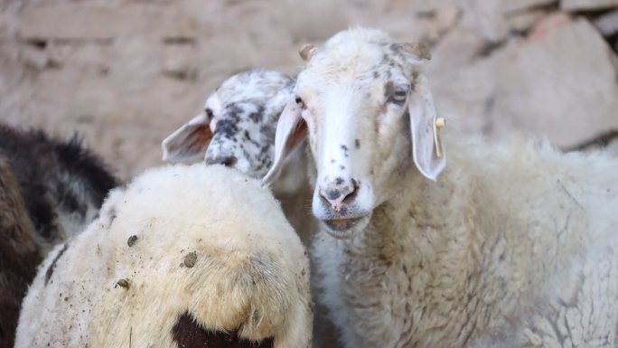 乡村  农业  养殖业  绵羊
