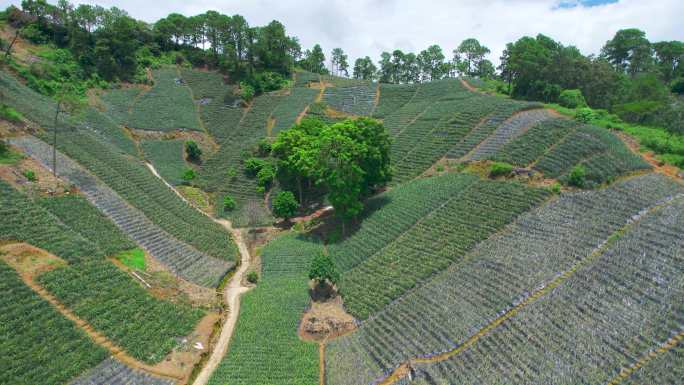 山间田野水果种植有机菠萝种植